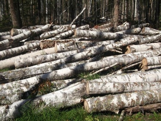 В Хакасии неизвестные вырубили лес на 120 тысяч рублей