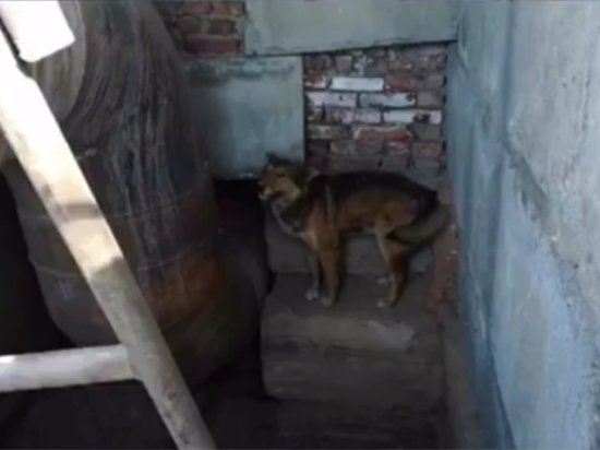 В Бийске спасли собаку, которая два дня провела в яме
