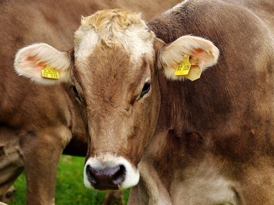 Часть комплекса АО «Пряжинское» выкупят для  модернизизации совхоза Ведлозерский
