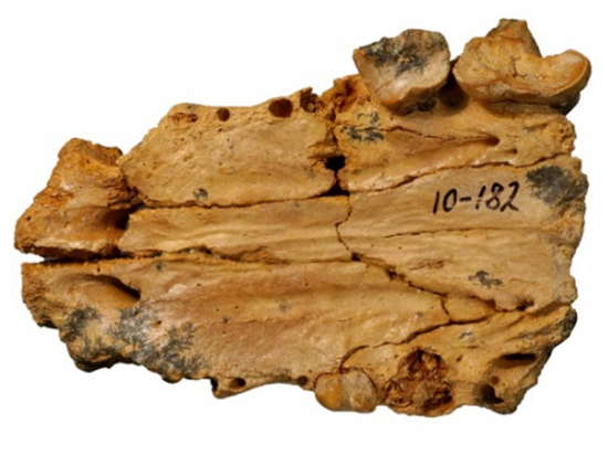 Ученые Палеонтологического института РАН уже изучили кости черепа зверя