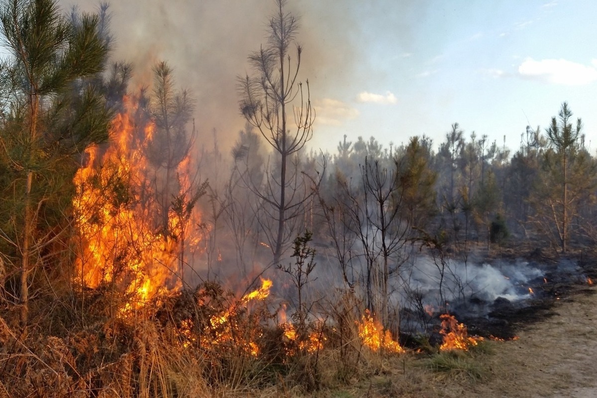 Лесные пожары в Забайкалье