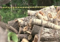 Порядка 200 старых и аварийных деревьев будут вырублены в парке им
