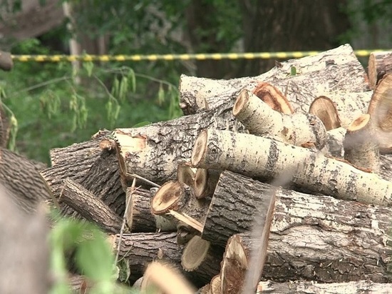 В парке им. Олега Степанова в Серпухове вырубят более 200 деревьев