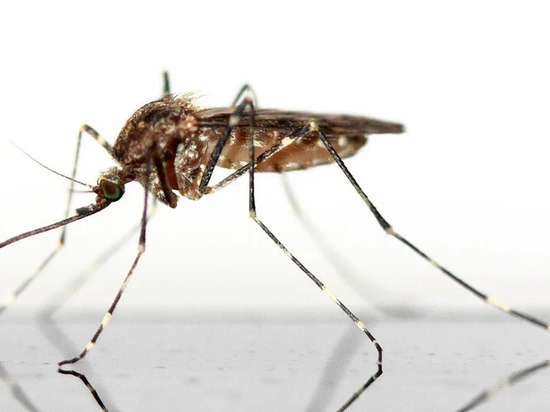 COVID-19 не передается через укусы комаров – специалисты из Волгограда