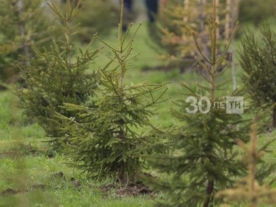 В Татарстане в память о погибших на войне посадят 500 тысяч деревьев