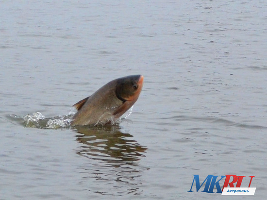 В Астраханской области пик паводка: успеет ли отнереститься рыба