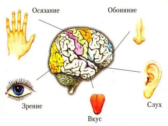 Реферат: Анализаторы информации в организме