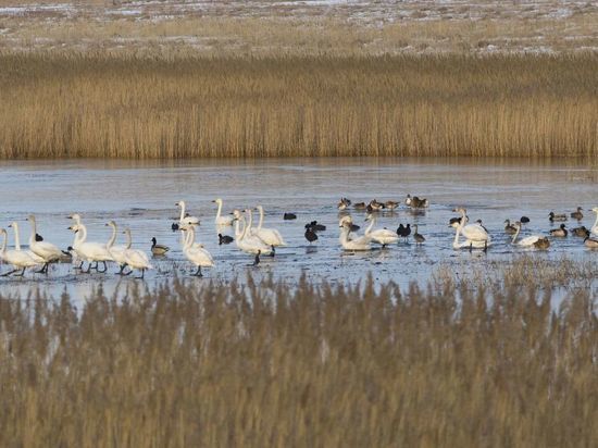 На озера Хакасии продолжают возвращаться водоплавающие птицы
