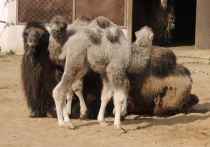 Два верблюжонка родились в столичном зоопарке впервые за 30 лет