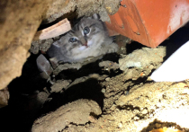 Котенка, застрявшего под домом на улице Перерва в Москве, удалось выманить с помощью записи голосов других кошек