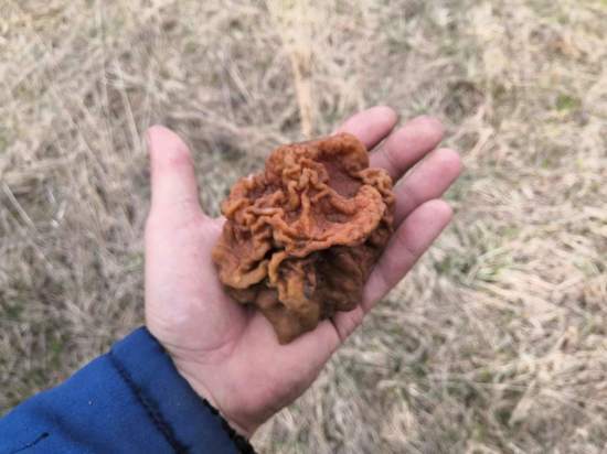 Туляки хвастают весенними грибами