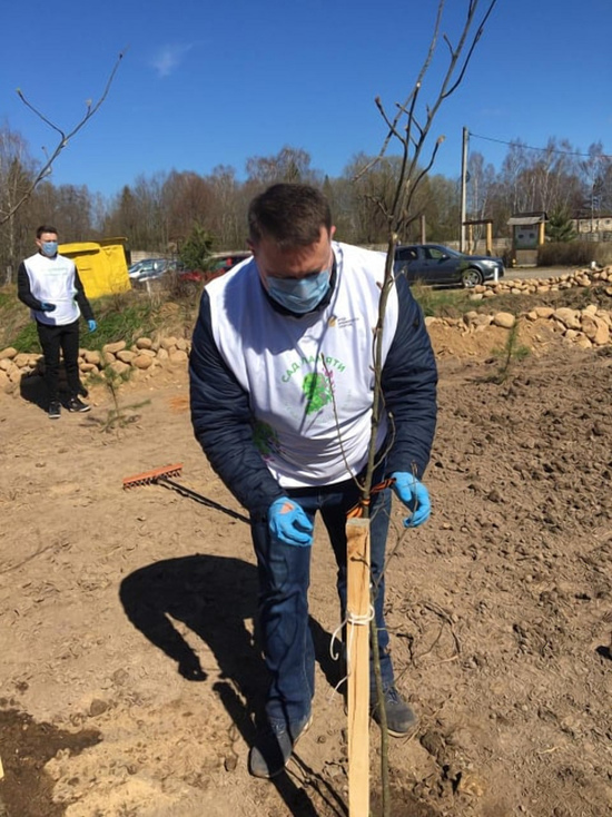 Смоленские Волонтеры Победы приняли участие в акции "Сад Победы"