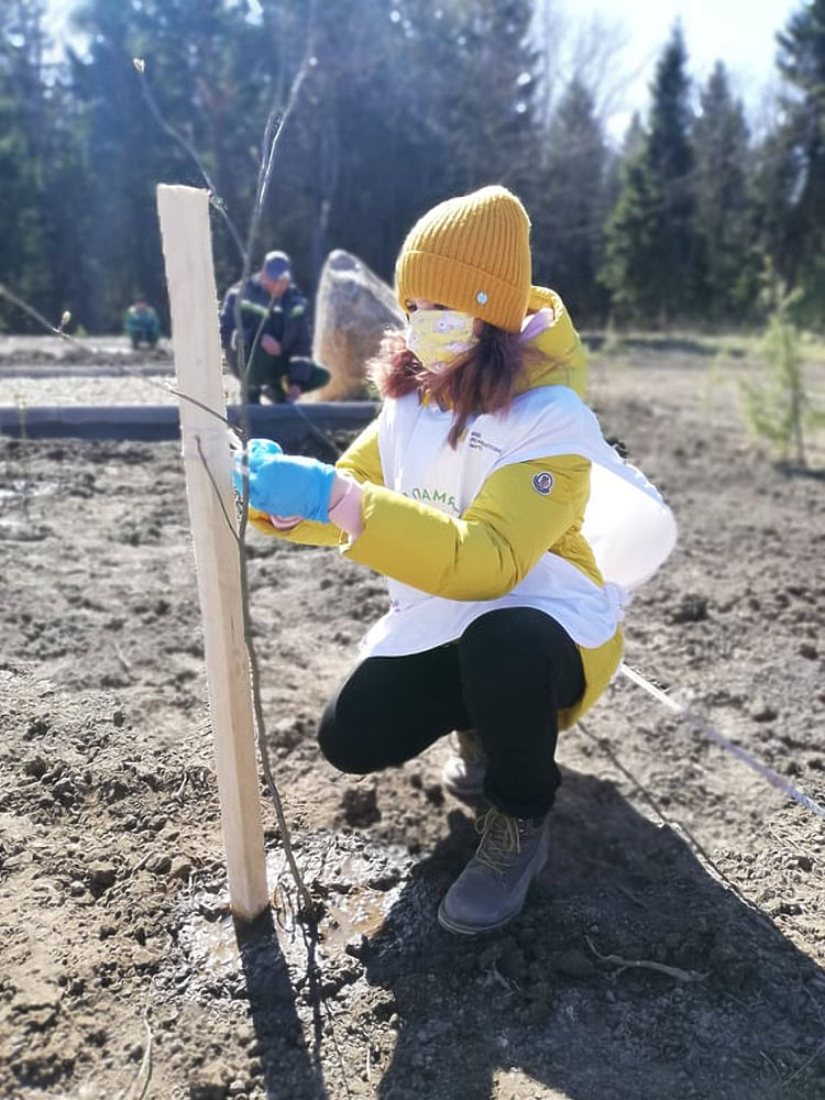 Почти 200 деревьев помогли высадить смоленские волонтеры в Смоленске