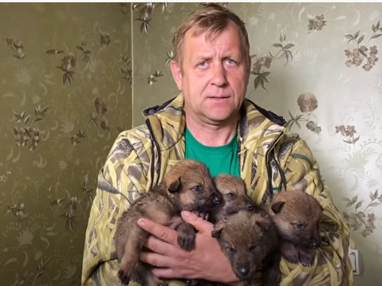 В крымском "Тайгане" приютили пятерых волчат