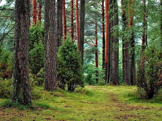 Свалку в Корытовском лесу убрали после вмешательства прокуратуры