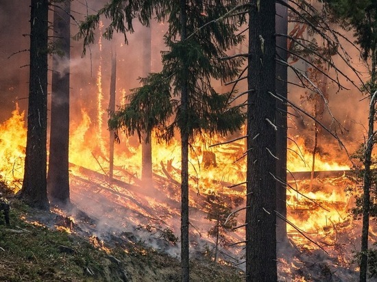 В Красноярском крае участились лесные пожары: объявлен режим ЧС