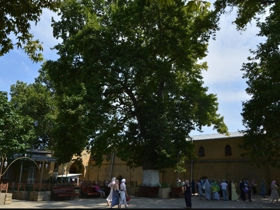 Дагестанский платан будет представлен на конкурсе "Дерево года –2020"