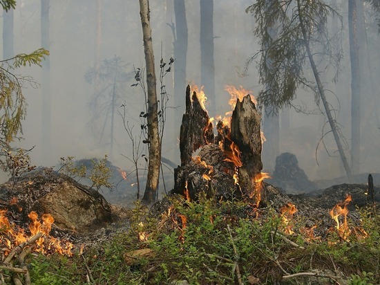 Забайкалье заняло первое место по площади лесных пожаров в России