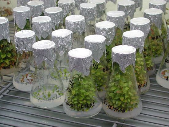 В Костроме ученые осваивают технологию клонирования растений