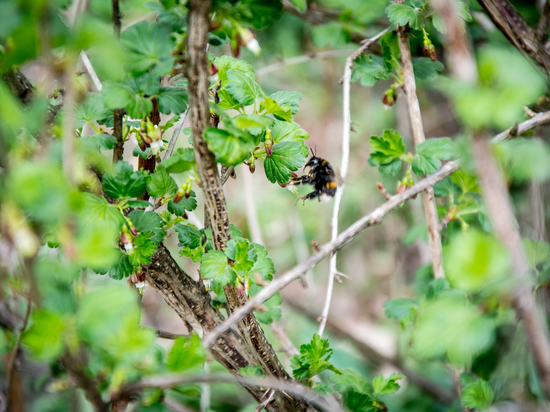Курск участвует в City Nature Challenge 2020