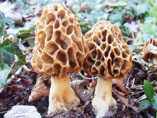 Первые грибы, первые гробы… Костромичи, поосторожнее со сморчками