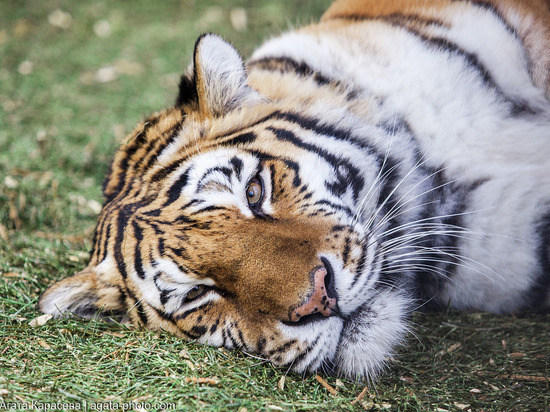 Читинский городской зоопарк опроверг информацию о голодающих животных