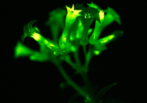 Первое в мире люминесцентное растение создала группа ученых из Института биоорганической химии им