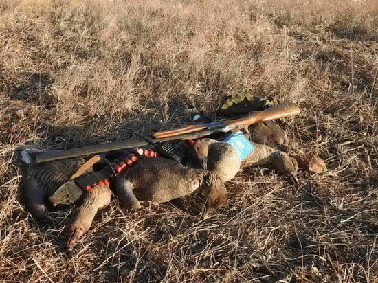 Задержаны браконьеры, застрелившие 7 краснокнижных гусей в Забайкалье
