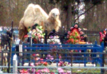 Двугорбая верблюдиха Снежинка, которая стала знаменитостью в подмосковном поселке Поварово, снова сбежала с пастбища