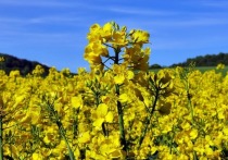 Группа компаний «Мангазея» официально запускает аграрное производство ярового рапса и масличного льна в Забайкальском крае