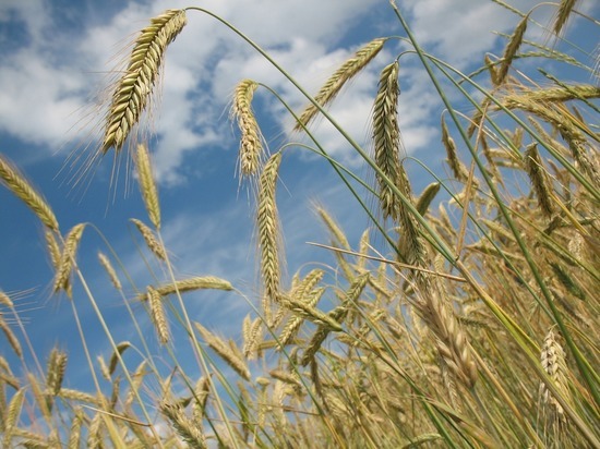 Россия грозит подорвать продовольственную безопасность планеты: грядет глобальный дефицит пшеницы
