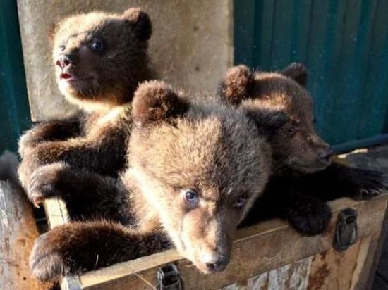 Три медвежонка из челябинского приюта «Спаси меня» отправятся в Хабаровск