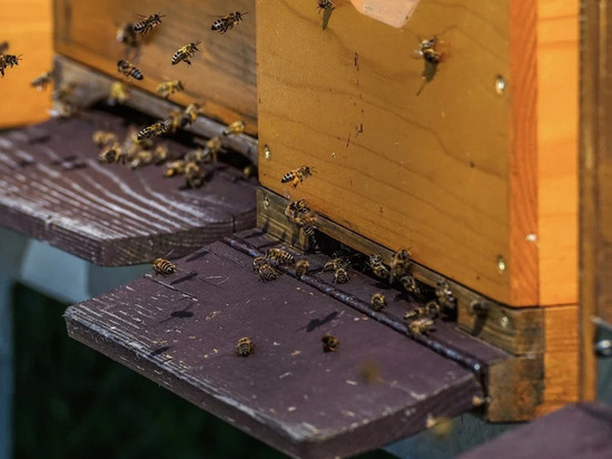 День Зосима-пчельника: что лучше не делать 30 апреля