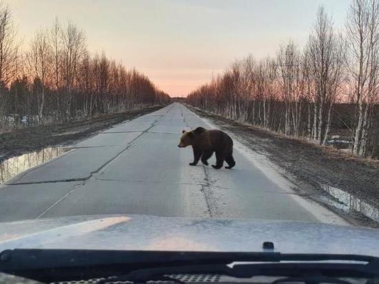 Медведи проснулись: косолапый вышел на дорогу близ Губкинского