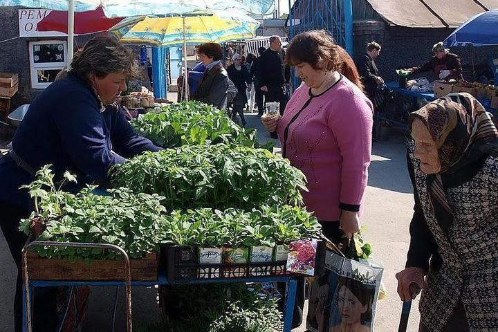 Купить Рассаду В Подмосковье В Розницу