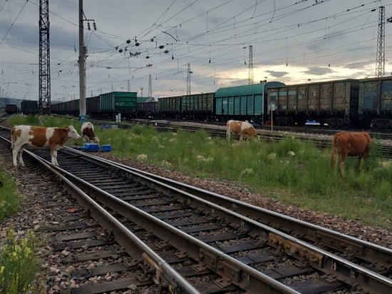 В Хакасии грузовой локомотив сбил корову