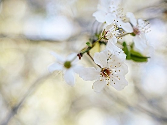 Москве предсказали скорое потепление до 25 градусов