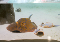 Синепятнистые рифовые скаты-хвостоколы впервые родились в Москве
