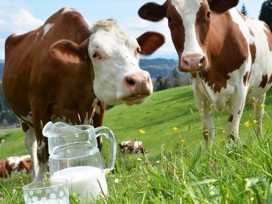 В Туймазинском районе появилась новая ферма, выдающая по 600 литров молока в день