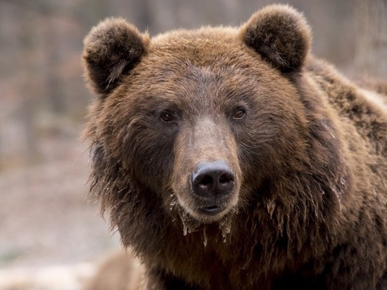 Российские ученые нашли в пасти сибирского медведя мощнейший антибиотик