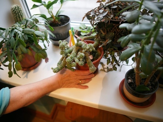 Волгоградский агроном: как выбрать тару для комнатных растений