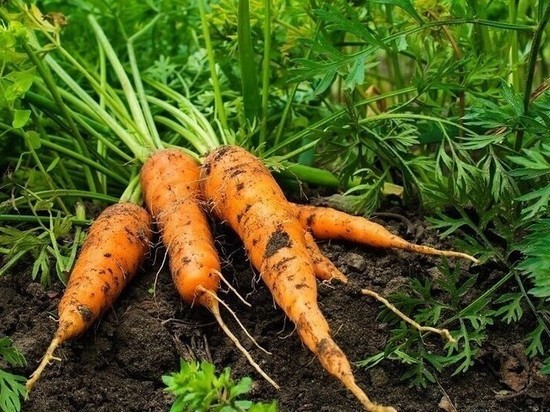 Более 30 гектаров моркови засеют в Серпухове в 2020 году