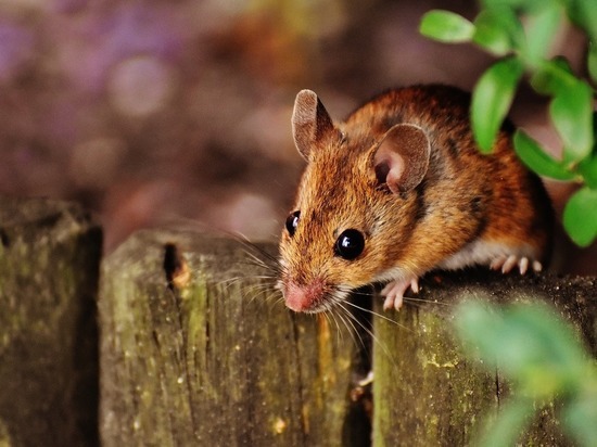 Саратовский минздрав сообщил о 100 случаях заболеваний мышиной лихорадкой