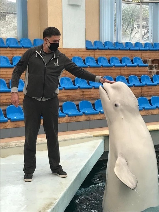 Шефство над дельфинами взял Сергей Пускепалис