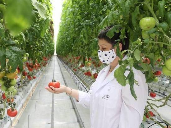 Губернатор Сахалинской области изучил цены на томаты