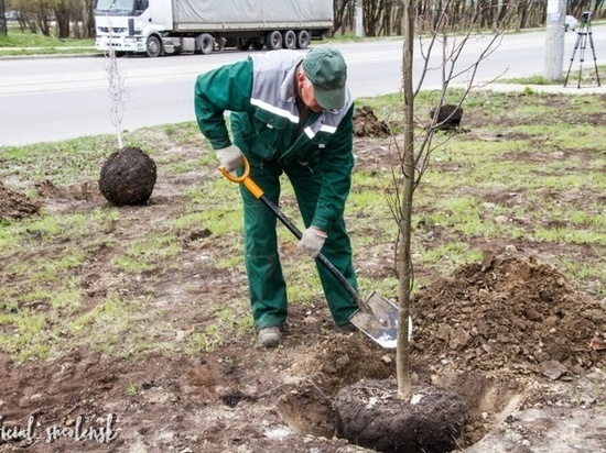 Более 20 деревьев высадили на улице 25 сентября в Смоленске