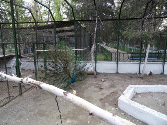 Сотрудники Абаканского зоопарка сняли «запевшего» самца павлина