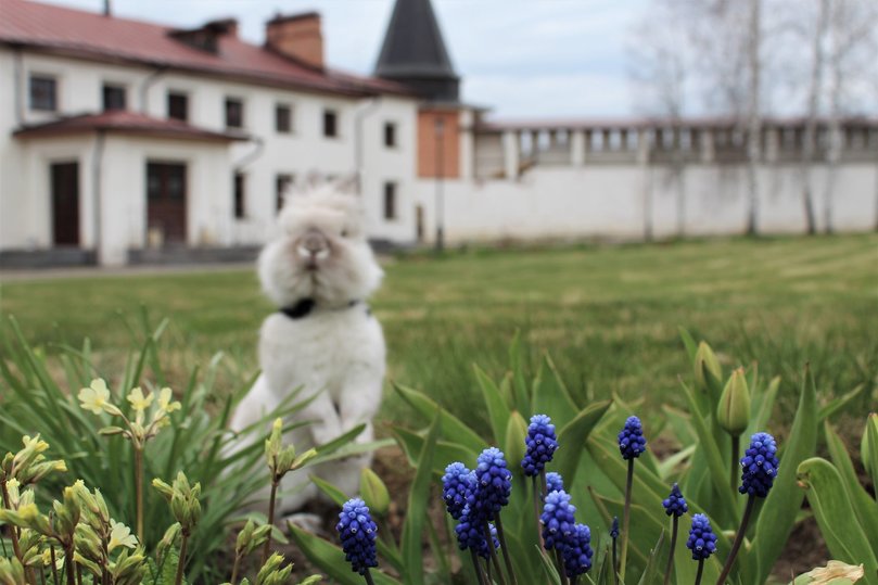 В старицком монастыре кролика Зоя выпустили из «самоизоляции»