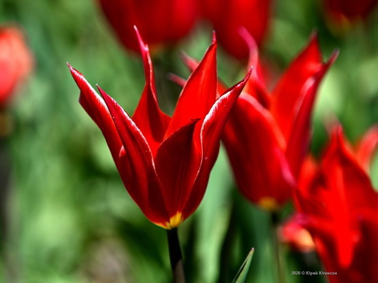 На коллекционной выставке тюльпанов-2020 в Никитском ботаническом саду представлено 100 тыс. цветов 199 сортов.