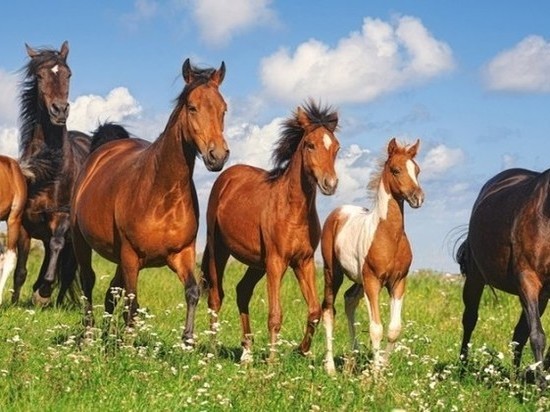 Жители Калмыкии собираются в степь погонять лошадей